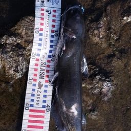 アメリカナマズ