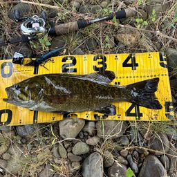 スモールマウスバス