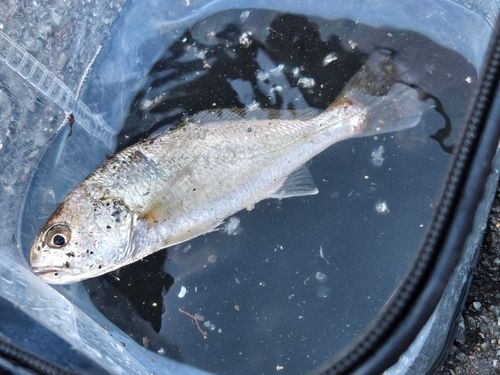 イシモチの釣果