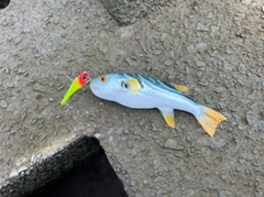 シマフグの釣果