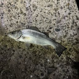 セイゴ（ヒラスズキ）