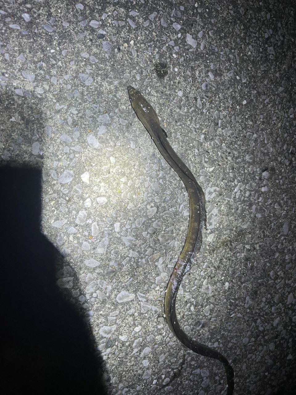ダイナンウミヘビ
