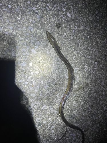 ダイナンウミヘビの釣果