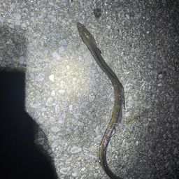 ダイナンウミヘビ