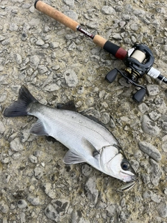 セイゴ（ヒラスズキ）の釣果