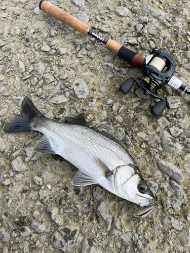 セイゴ（ヒラスズキ）の釣果