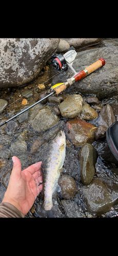 ヤマメの釣果