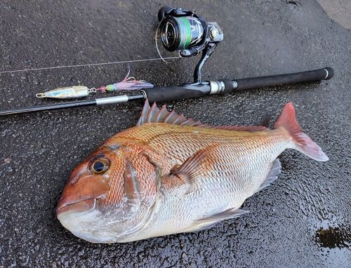 マダイの釣果