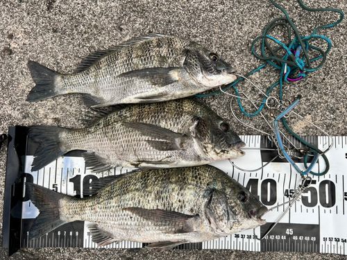 チヌの釣果