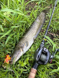 ナマズの釣果