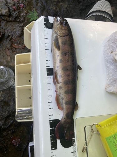 ヤマメの釣果