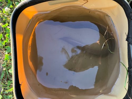 ウナギの釣果