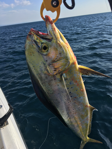 シイラの釣果