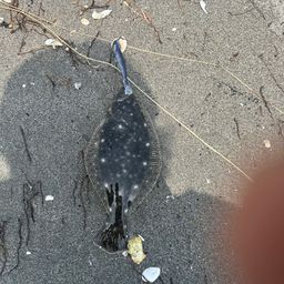 ヒラメ