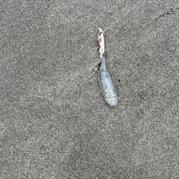 シタビラメ