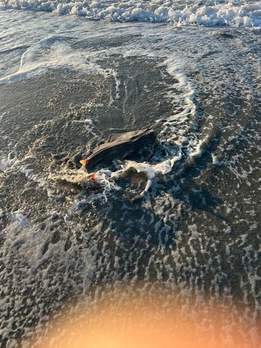 カスザメの釣果