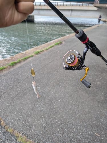 セイゴ（ヒラスズキ）の釣果