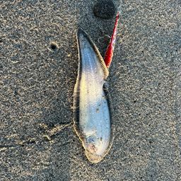 シタビラメ