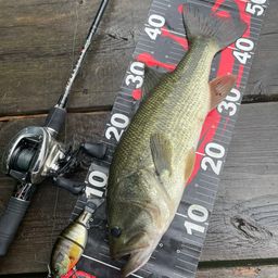 ラージマウスバス