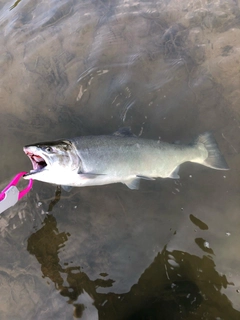 サクラマスの釣果