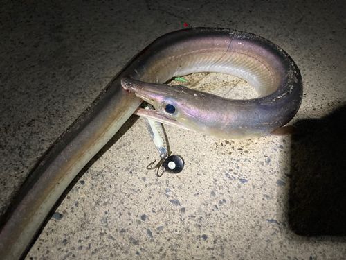 ハモの釣果
