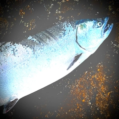 サクラマスの釣果