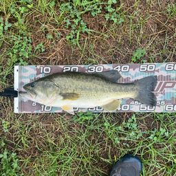 ラージマウスバス