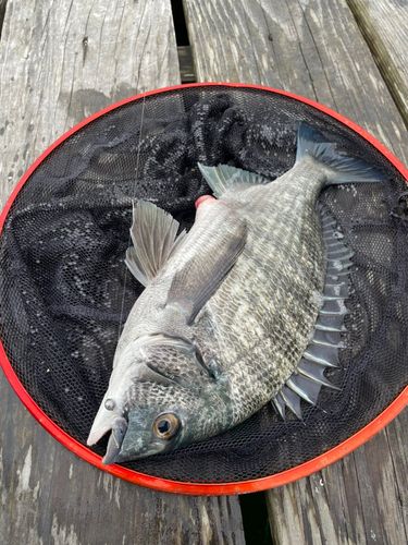 チヌの釣果
