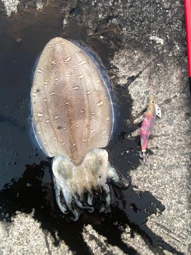 カミナリイカの釣果