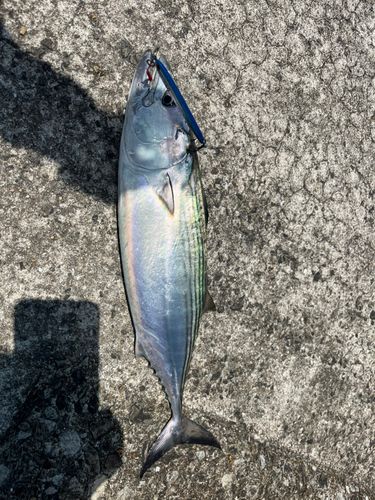 ハガツオの釣果