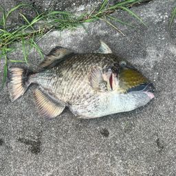 モンガラカワハギ