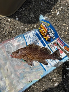 オオモンハタの釣果