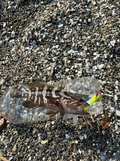クエの釣果