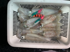 ケンサキイカの釣果