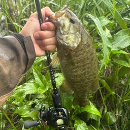 スモールマウスバス