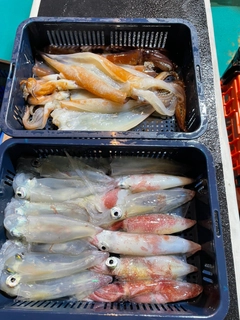 ケンサキイカの釣果