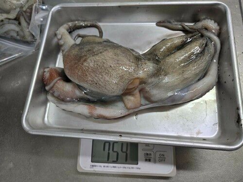 タコの釣果