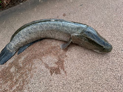 ライギョの釣果