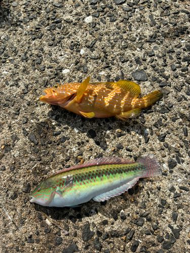 アコウの釣果