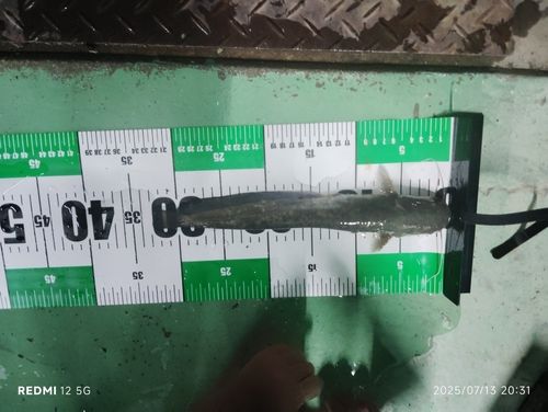 マナマズの釣果