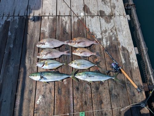 マダイの釣果