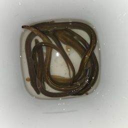 ウナギ