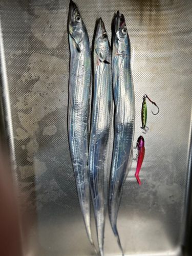 タチウオの釣果
