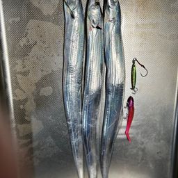 タチウオ