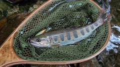 アマゴの釣果