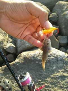 マハゼの釣果