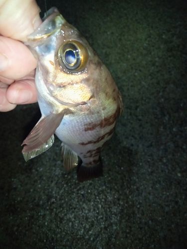 メバルの釣果