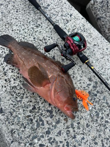 アコウの釣果