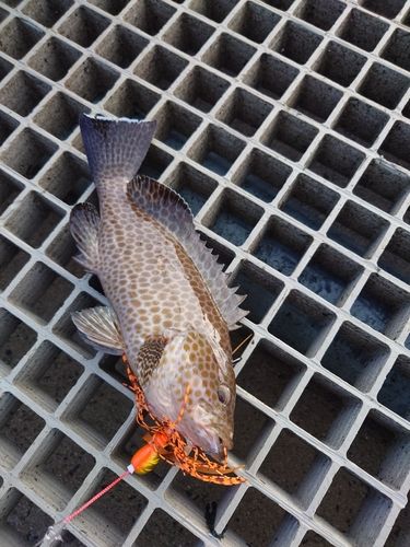 オオモンハタの釣果