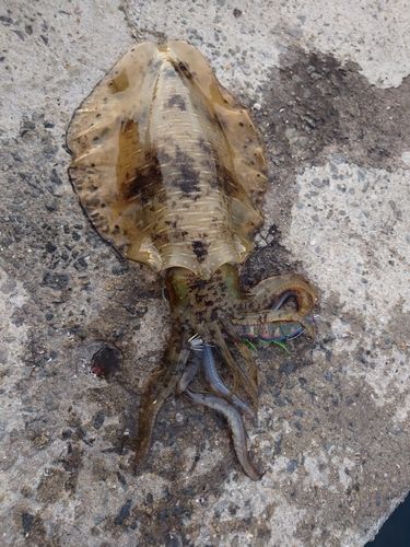 アオリイカの釣果